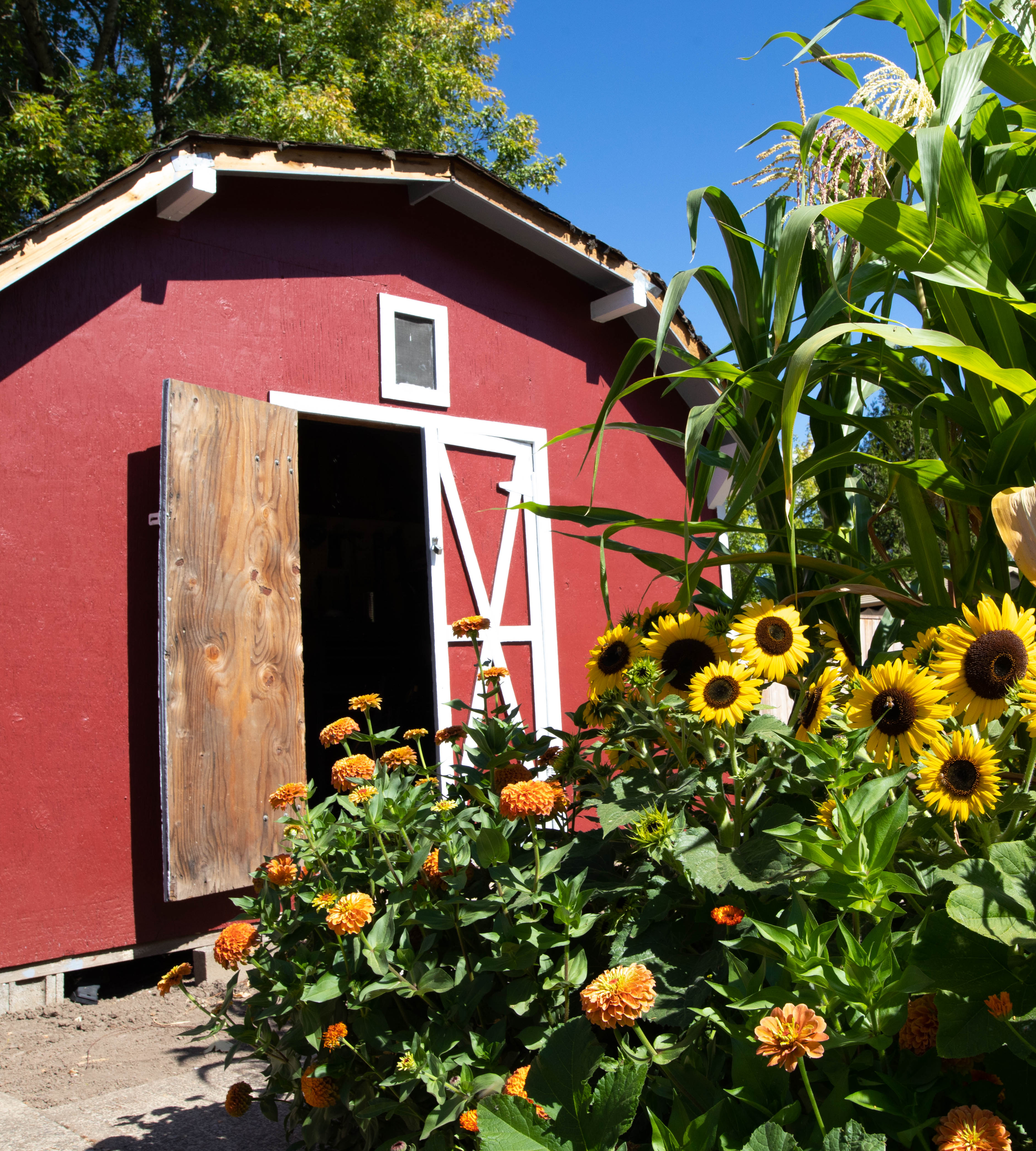 Sunflowers bloom in front of a red barn in the Boxer Gardens, part of the Center for a Sustainable Society at Pacific University