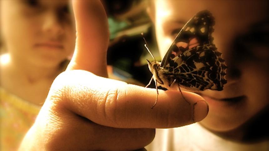 Child holds butterfly on their finger.
