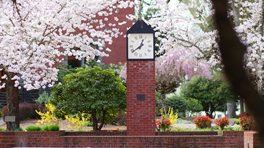 cherry tree by clock on Pacific's campus