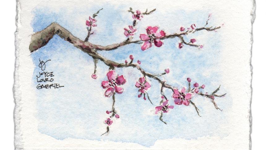 Cherry Blossoms Illustration by Joyce Gabriel, Creative Director of Pacific University