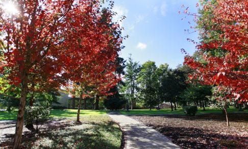 Campus Fall Trees