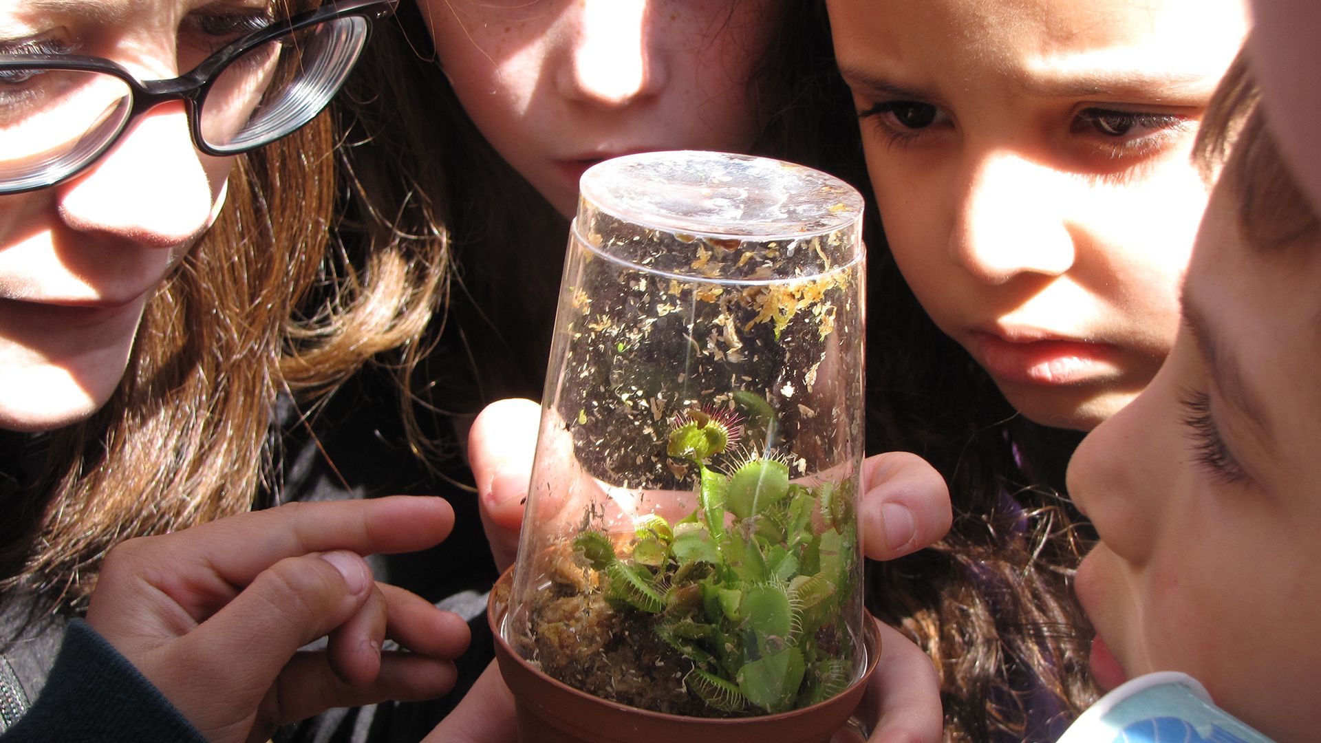 children surrounding a plant 