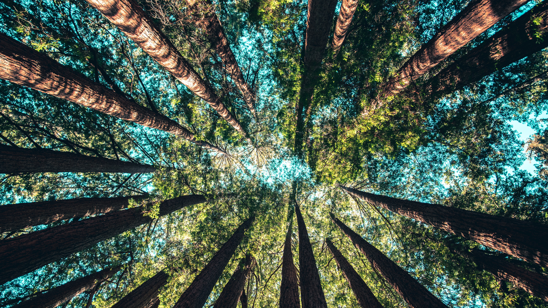 A ground-level view of trees